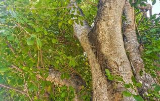 enorme hermoso ficus maxima higuera playa del carmen mexico. foto