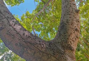 Huge beautiful Kapok tree Ceiba tree with spikes in Mexico. photo