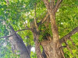 Huge beautiful Ficus maxima Fig tree Playa del Carmen Mexico. photo