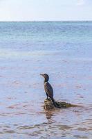 cormorán neotropis de cola larga en piedra de roca en la playa de méxico. foto