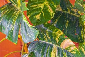 Tropical green and yellow plant Dieffenbachia Dumb Cane houseplant Mexico. photo