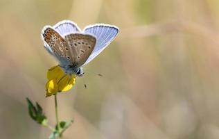 A small blue butterfly sits in the sun on a yellow flower. There is space for text on the image photo