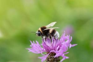 primer plano de una flor de pradera púrpura en la que un pequeño abejorro está sentado y buscando comida. el abejorro está lleno de polen. el fondo es verde. foto