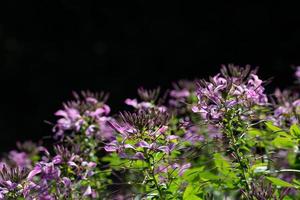 against a dark background with space for text many spider flowers grow, glowing purple and green in the sun photo