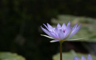 A delicate blue water lily blooms on the pond. The light shines through the petals photo