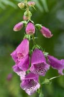 Cerca de una planta digital, o 'foxglove', brillando con sus flores rojas. hay gotas de agua en la planta. foto