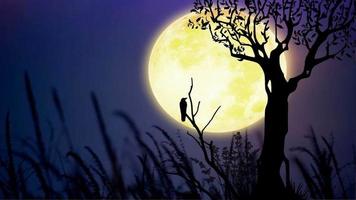 Luna notte con albero, uccello, e canne video