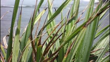 de met gras begroeid bomen Aan de strand zijn geblazen door de wind video