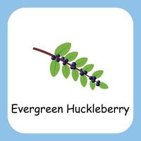 Evergreen Huckleberry Clip art with text, Flat design. Education for kids. Vector Illustration