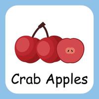 Cab Apples Clip art with text, Flat design. Education for kids. Vector Illustration