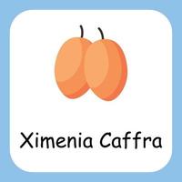 Ximenia Caffra Clip art with text, Flat design. Education for kids. Vector Illustration