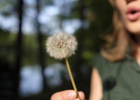 mujer soplando diente de león - taraxacum - flor foto