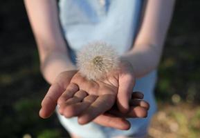 Young Girl Holding Dandelion - Taraxacum - Flower photo