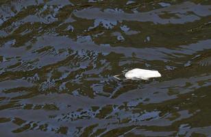Pollution - FFP2 mask in a river in Amsterdam photo