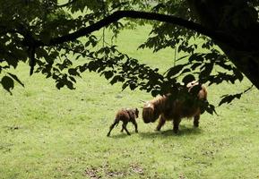 Highland ganado y crías en un campo foto