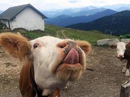 vaca con la lengua sobresaliendo en un pasto de montaña en los alpes foto