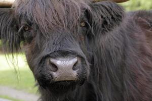 Close-up of a highland cattle photo