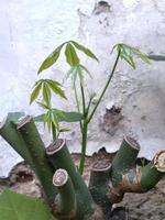 Tree shoots growing between branches against the background of broken walls. This photo can be used for anything related to gardening, nurseries, backyard, nature, greenery