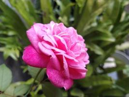 flores de pétalos de rosa rosa en un jardín. esta foto se puede usar para cualquier cosa relacionada con la jardinería, la guardería, el patio trasero, la naturaleza, la vegetación, la belleza.