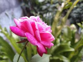 pink rose petal blooms on a  garden. This photo can be used for anything related to gardening, nursery, backyard, nature, greenery, beauty.