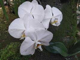White Phalaenopsis Orchids flower blooms at the garden. Good for use on anything related to botanical, environment, nature, nursery, plantation, greenery, garden photo