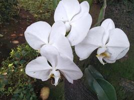 White Phalaenopsis Orchids flower blooms at the garden. Good for use on anything related to botanical, environment, nature, nursery, plantation, greenery, garden photo