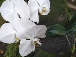 White Phalaenopsis Orchids flower blooms at the garden. Good for use on anything related to botanical, environment, nature, nursery, plantation, greenery, garden photo