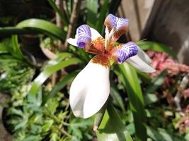 flor de pétalo de iris northiana florece en el jardín foto