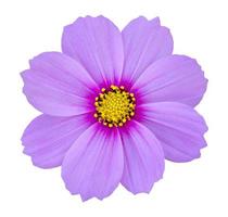 blue cosmos flower isolated on white with clipping path photo