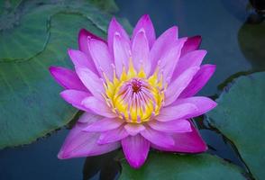 blue lotus flower photo