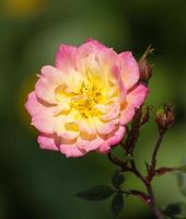 yellow rose flower in a garden photo