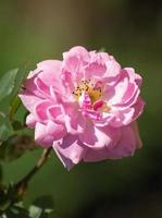 flor rosa blanca en un jardín foto