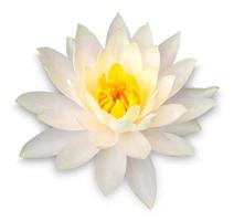 Yellow lotus flower isolated on white with clipping path photo