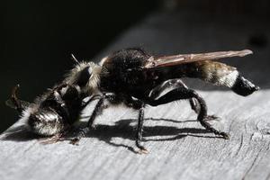 Yellow murder fly or yellow robber fly with a bumblebee as prey. Insect is sucked photo