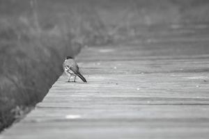 Wagtail in black and white shot, on a footbridge at the water. Songbird photo