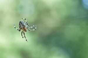 araña cruzada arrastrándose sobre un hilo de araña. susto de halloween fondo borroso foto