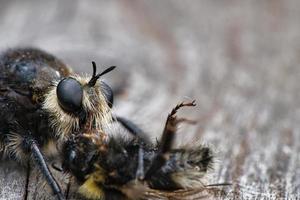 Yellow murder fly or yellow robber fly with a bumblebee as prey. Insect is sucked photo