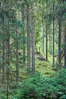 Sunlight falling through a forest of pine trees. Trees and moss on the forest floor photo