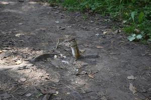 A small wild chipmunk in the forest photo