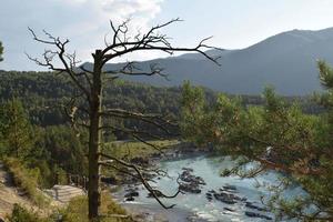 un viejo árbol seco retorcido sobre una roca en la orilla del río katun en las montañas altai foto