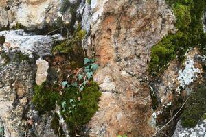 a stone overgrown with green moss photo