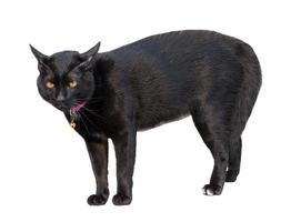 Black cat is threatening isolated on white background with clipping path photo