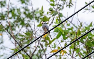 Java sparrow, Java finch perched on wire in the temple photo