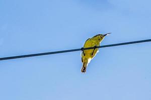 Sunbird de espalda verde oliva, Sunbird de vientre amarillo posado en alambre foto