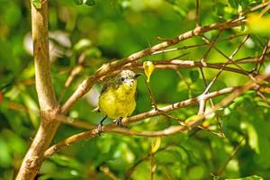 Olive backed sunbird, Yellow bellied sunbird in the garden photo