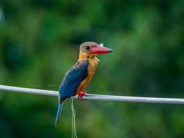 Stork billed Kingfisher perched on wire in the temple photo