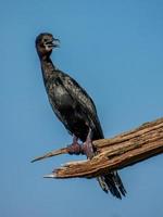 Little Cormorant perched on a dry log photo