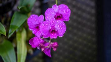 purple orchid flower blooming in the garden photo
