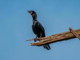 Little Cormorant perched on a dry log photo