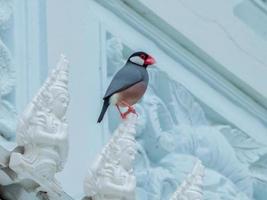 Java sparrow, Java finch in the temple photo